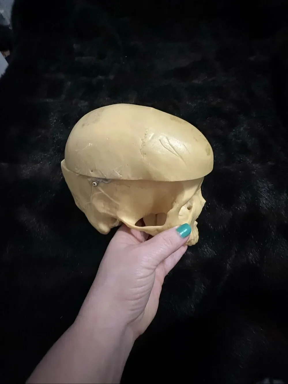 Skull Resin Halloween Prop Treasures Home Decor skeleton